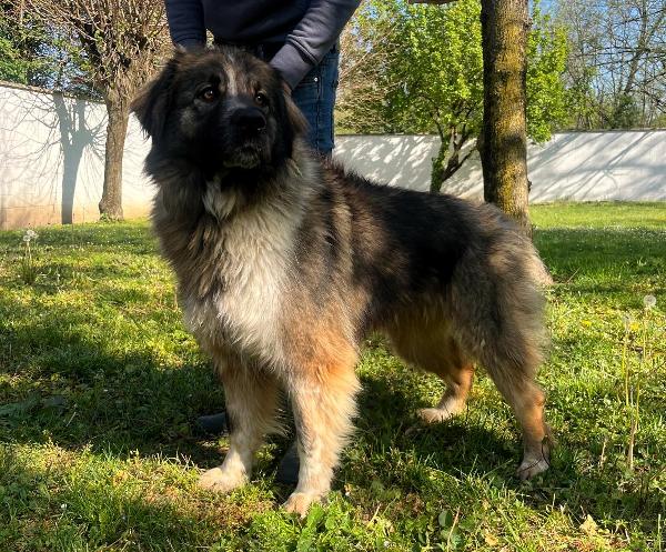 Prugna Cagnolona Stupenda